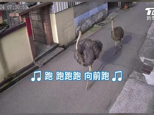 台灣特殊街景！鴕鳥逃亡被Google車拍下 員警圍捕全入鏡
