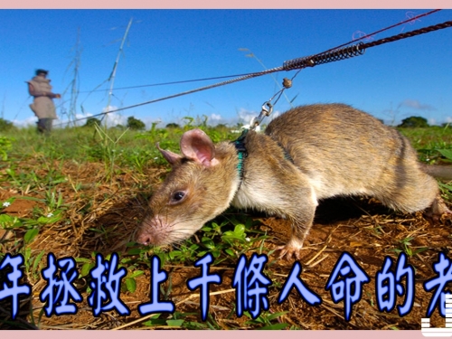 這些巨鼠身價高達4萬，每年拯救上千條人命