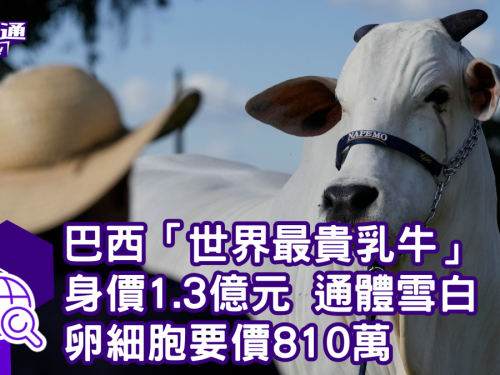 巴西「世界最貴乳牛」身價1.3億元 體型兩倍大、通體雪白 卵細胞要價810萬元