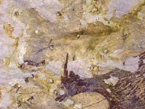印尼洞穴發現史前狩獵壁畫 距今4萬4000年