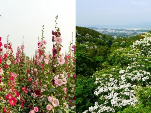 花都開好了！四月還有這些花可看　特搜全台必去的「賞花勝地」