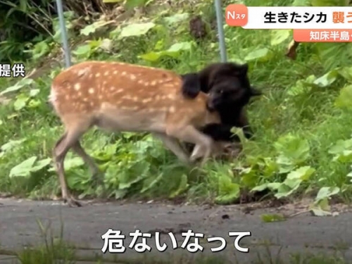 真實版動物星球頻道！北海道駕駛目睹「棕熊在國道獵鹿」嚇傻