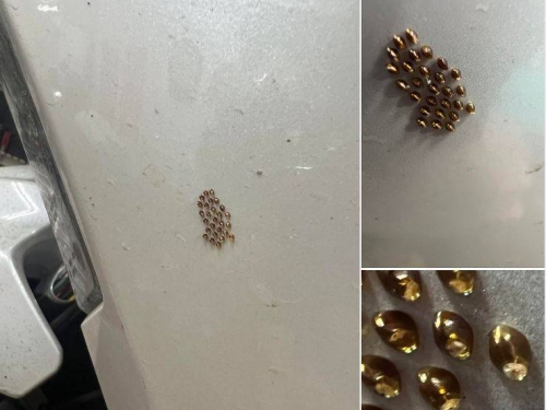 機車上數十顆亮晶晶「黃金蛋」 內行網友曝真相：快清掉