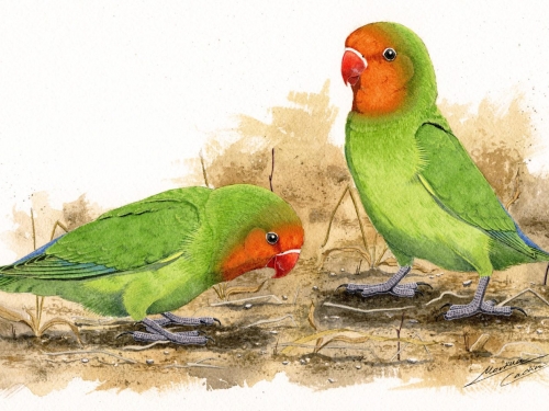 250萬年前史前愛情鳥棲息於人類搖籃之地