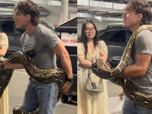 洛杉磯垃圾桶驚見「6公尺巨蟒」！男子淡定徒手捕獲帶走