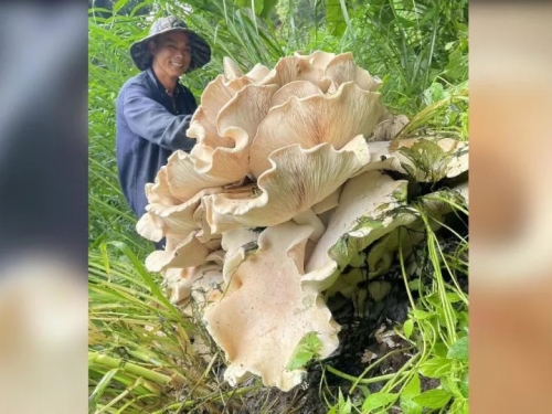陸驚現90公分高50KG巨型蘑菇！菌傘人臉2倍大 網：一頓吃不完
