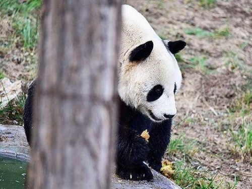 中國貓熊暴斃 研究中心曝死因喊「願貓熊星球沒有病痛」