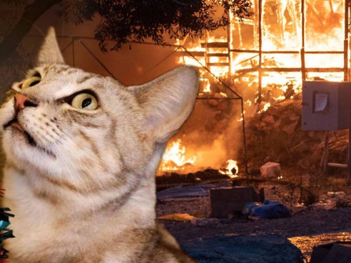 小心喵星人！南韓首爾近3年來 有107場火災是貓咪引起