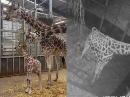 好萌！ 監視器捕捉到英國長頸鹿寶寶出生瞬間