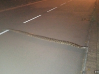 香港吐露港驚現3米蟒蛇