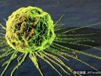研究發現：天然病毒M1可殺滅癌細胞！？