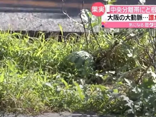 怎麼長的？大阪市中心馬路分隔島驚見「野生西瓜」 眾人驚呼奇蹟結果曝光