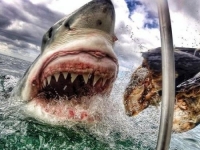 場面震撼！　美國女子抓拍大白鯊進食特寫鏡頭