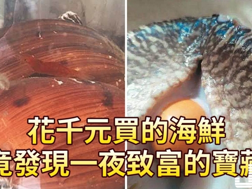 花千元買的海鮮竟發現一夜致富的寶藏