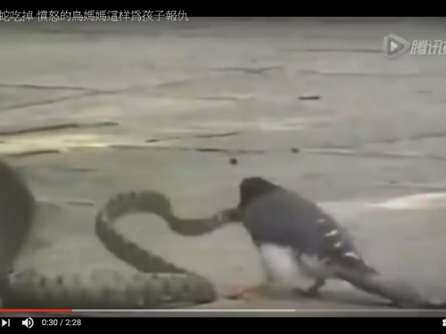 小鳥被蛇吃掉 憤怒的鳥媽媽這样為孩子報仇