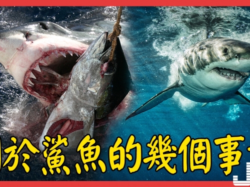 鯊魚是地球唯一不得癌症的動物 關於鯊魚的幾個事實