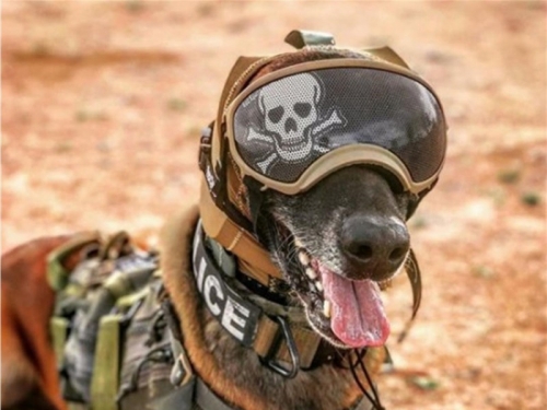 軍武新知》美軍推新型軍犬耳罩 降低戰場噪音保護聽覺