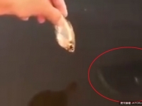 常見抓魚捕魚的，能這樣下手的人還真罕見