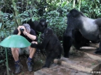 跟黑猩猩近距離接觸，要穿黑色的衣服