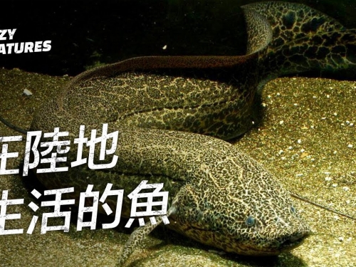 生活在陸地上的非洲肺魚 | 奇怪動物紀錄片