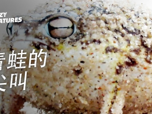 青蛙的尖叫！| 奇怪動物紀錄片