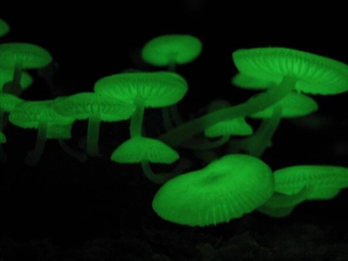 編入發光蘑菇基因！日本研發出無須用電的「發光樹」