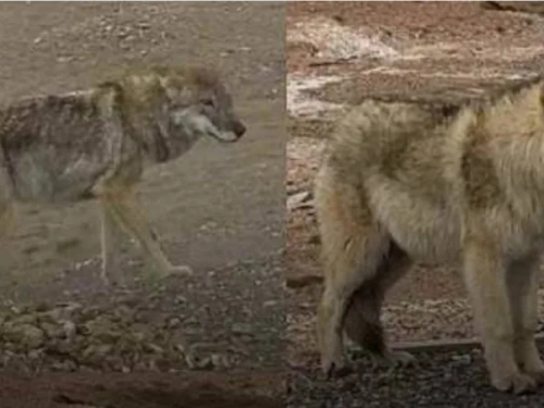 野狼被遊客投餵到「判若兩狼」！ 專家示警：不應干預動物生存法則
