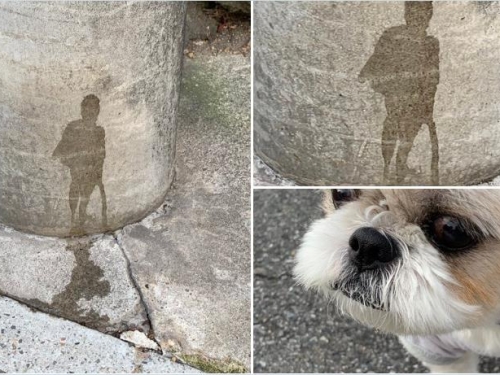 汪星人尿尿也能作畫？ 網笑︰很有「味道」的創作