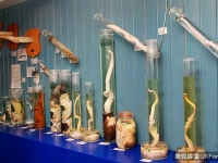 讓人意想不到的奇葩博物館竟有下水道博物館