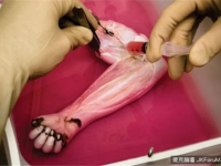 世界首例：實驗室�“種”出老鼠腿