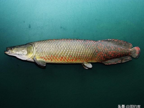 存在了上億年，瀕危只用了不到100年|“好奇心”害了巨骨舌魚