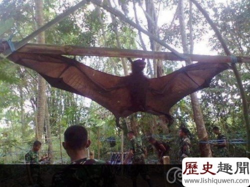 世界上最大的動物 見過1800斤的豬嗎