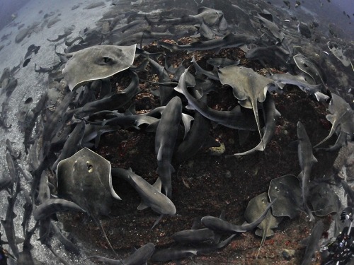 數百隻鯊魚激烈進食 情侶駕船「被包圍」震撼畫面曝