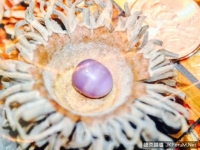 吃出來的禮物！美婦花15美元買蛤　吃出4.5克拉紫珍珠