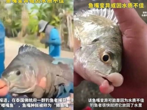 泰國漁民捕獲「比佛利山莊風格豐唇」鱒魚 免費整形手法曝