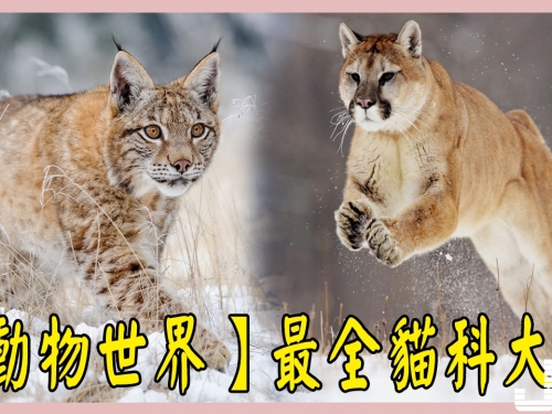 【動物世界】最全貓科大全 Part 2
