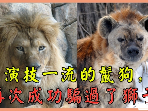 演技一流的鬣狗，再次成功騙過了獅子