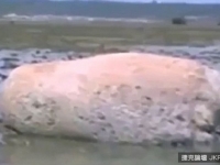 311海嘯後神秘生物海灘曝光　體型像鯨體表像岩石