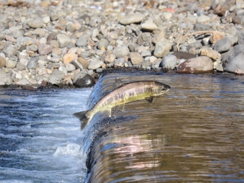 氣候暖化，魚也需要「吹冷氣」