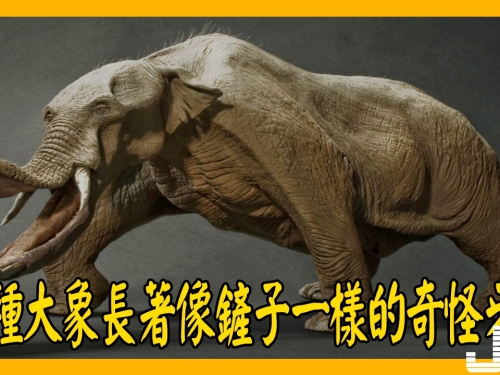 四百萬年前地球上還有一種矮個大象，長著像鏟子一樣的奇怪牙齒