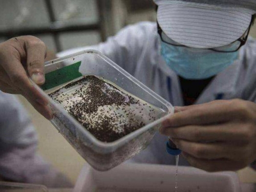 轉基因蚊子投放10億只，“超級蚊子”卻出現了，科學家萬萬沒想到