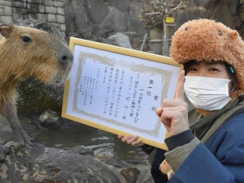 水豚君「泡湯耐久大賽」 牠狂勝第2名1個多小時奪冠