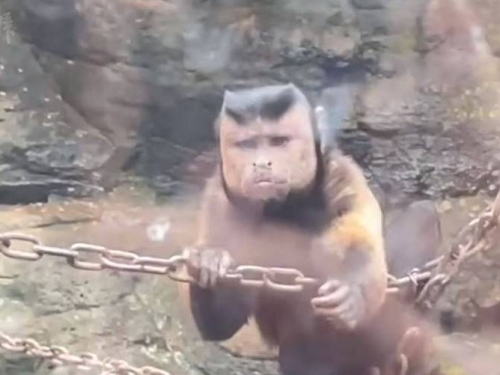 不是工讀生！ 動物園「國字臉」猴子超奇葩 珍貴身分曝光