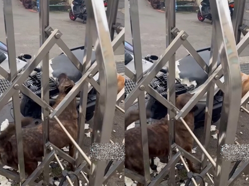 這隻狗太狠！機車椅墊遭瘋狂啃咬 網笑翻：裡面有雞排？