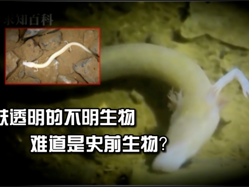 500萬年前的神秘洞穴，這群皮膚透明的生物，難道是史前物種？