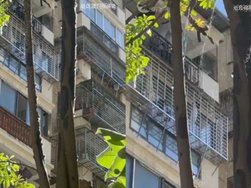 大太陽路樹竟「下雨」！ 男抬頭一看驚呆：蟬在尿尿