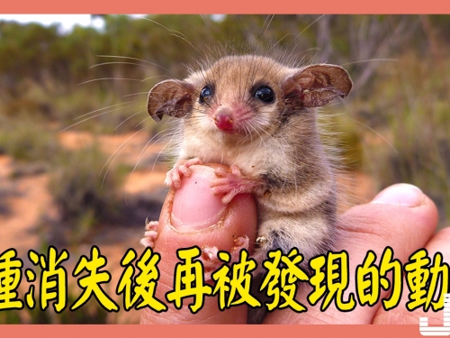 5種消失後再被發現的動物，第3種如今當成寵物飼養