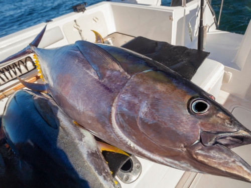 壯男被魚釣走 捕獲180公斤巨怪 慘被拖入海失蹤
