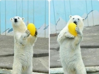 北極熊就愛「站著」趴趴走　遊客驚：裡面真的不是人？