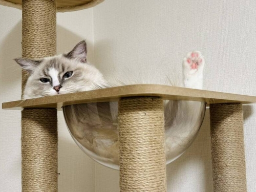 表演液體魔術？ 日本布偶貓「神奇U型躺」畫面爆紅